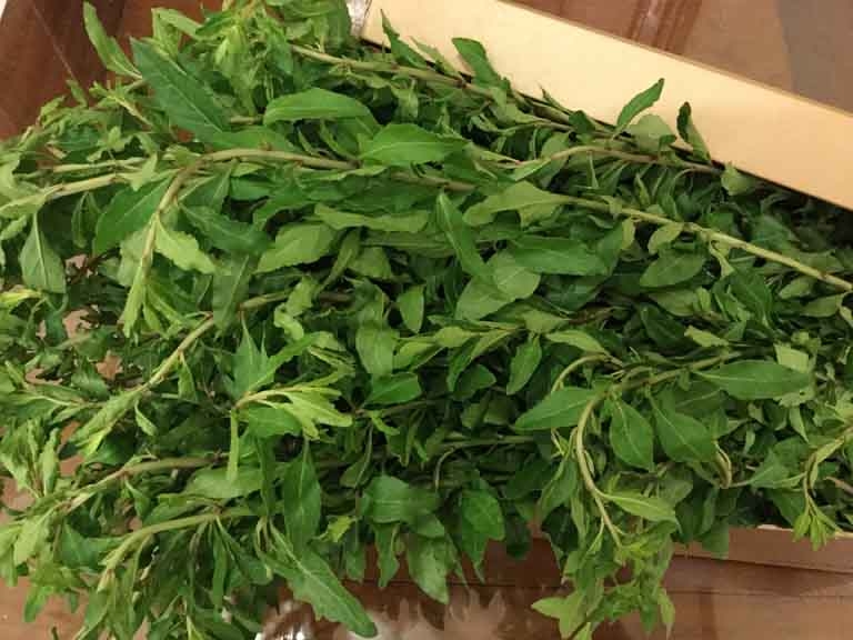 Đặc sản món rau từ rừng - Ăn là nhớ