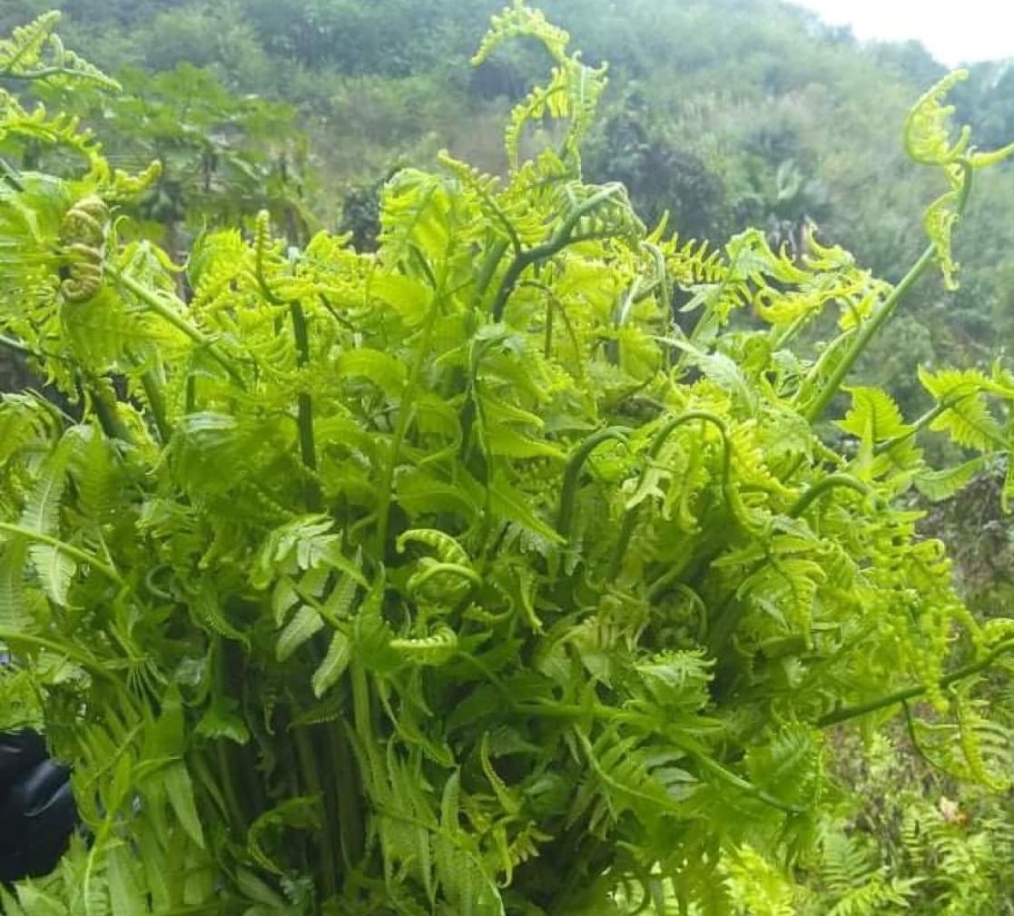 Đặc sản món rau từ rừng - Ăn là nhớ
