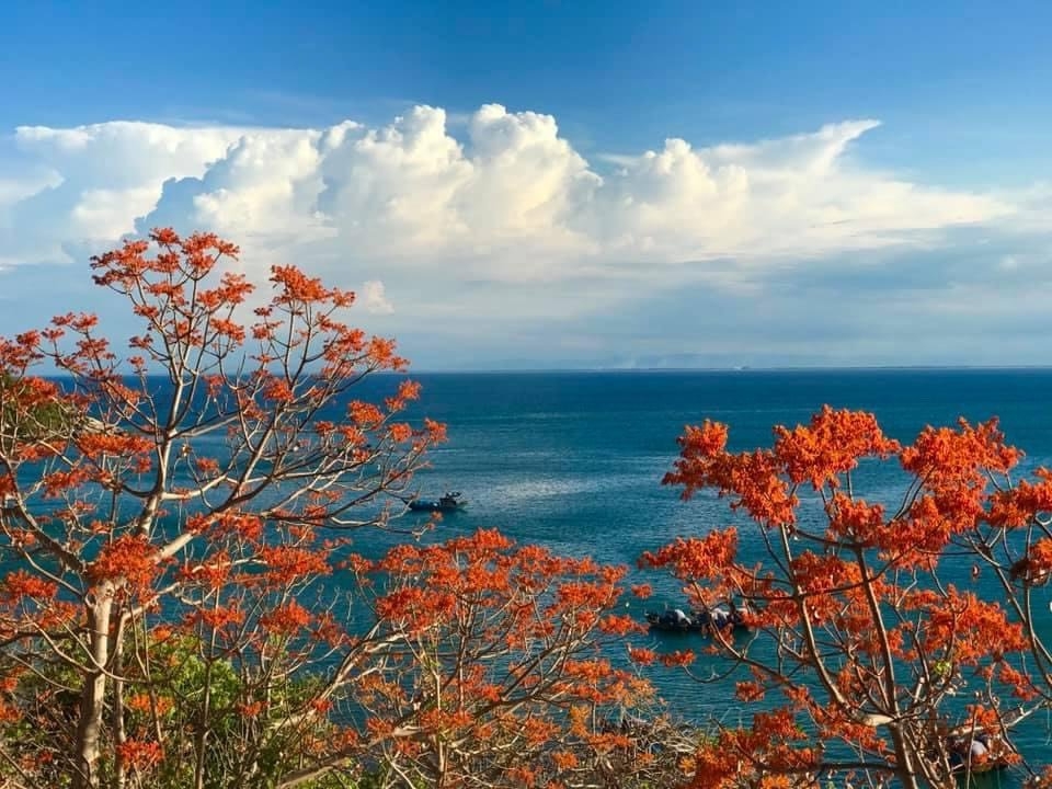 Nở rộ mùa hoa ngô đồng đỏ Cù Lao Chàm Nở rộ mùa hoa ngô đồng đỏ Cù Lao Chàm