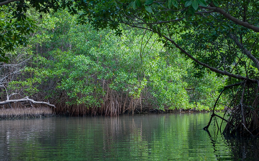 Khám phá Cồn Ông Trang (Cà Mau)