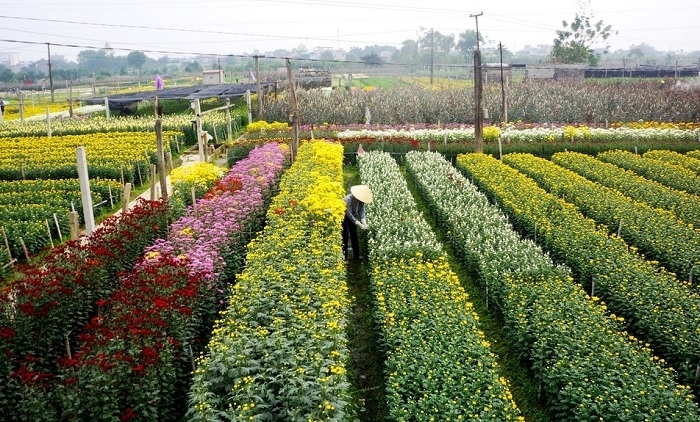 Hà Nội: Mê Linh lần đầu tiên tổ chức lễ hội hoa