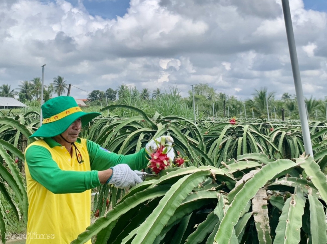 Rực mùa thanh long cùng NPK Cà Mau