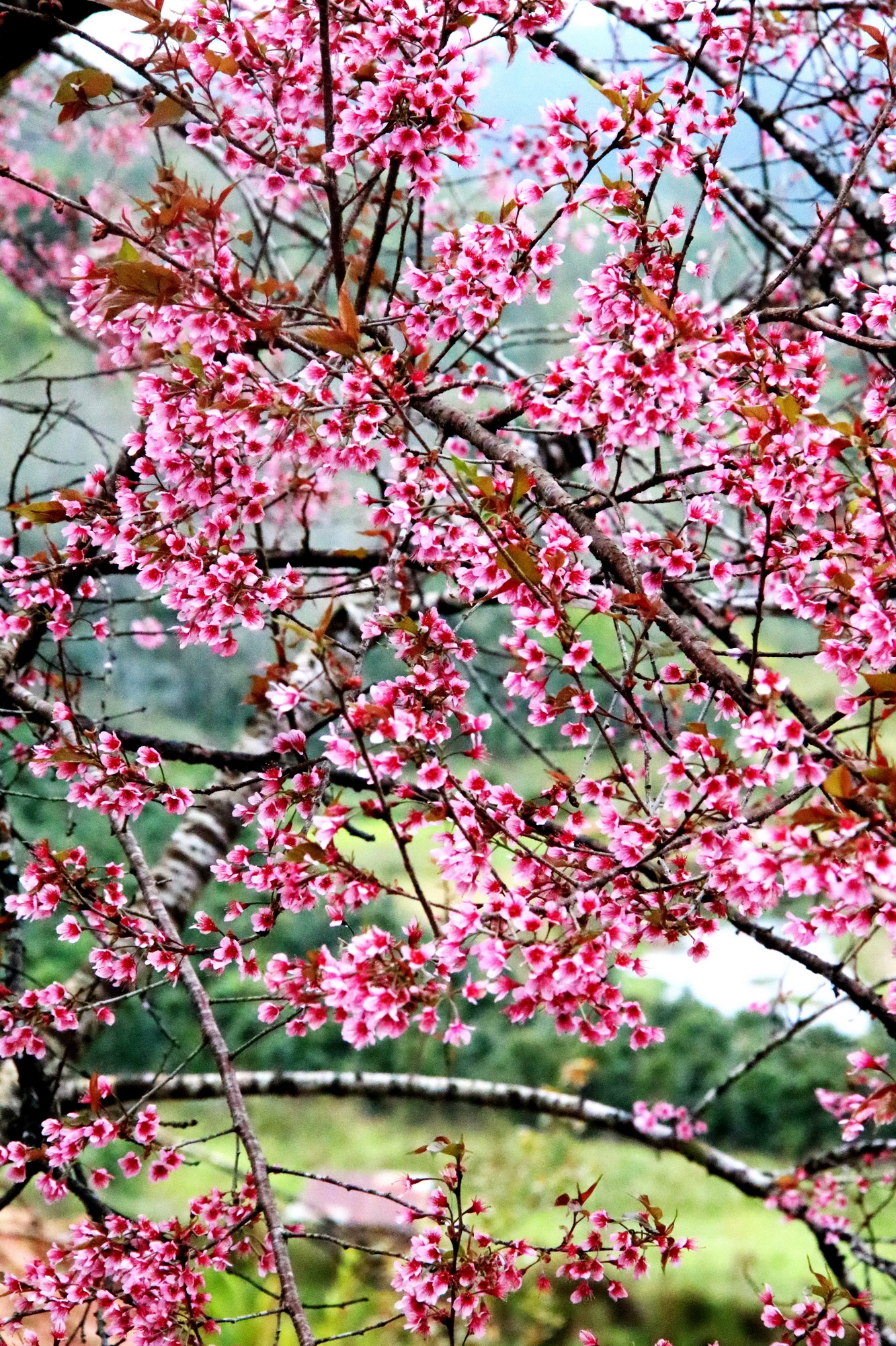 Con đường mai anh đào đẹp nhất.