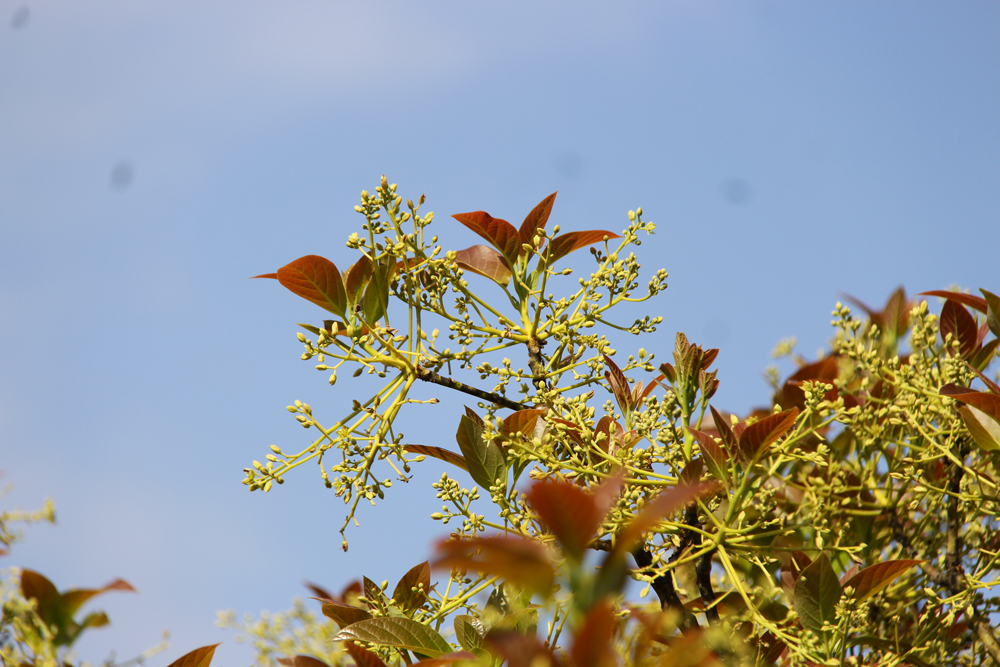 Mùa hoa bơ vàng rực nắng