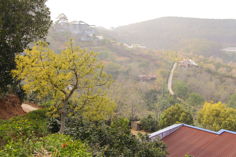 Mùa hoa bơ vàng rực nắng