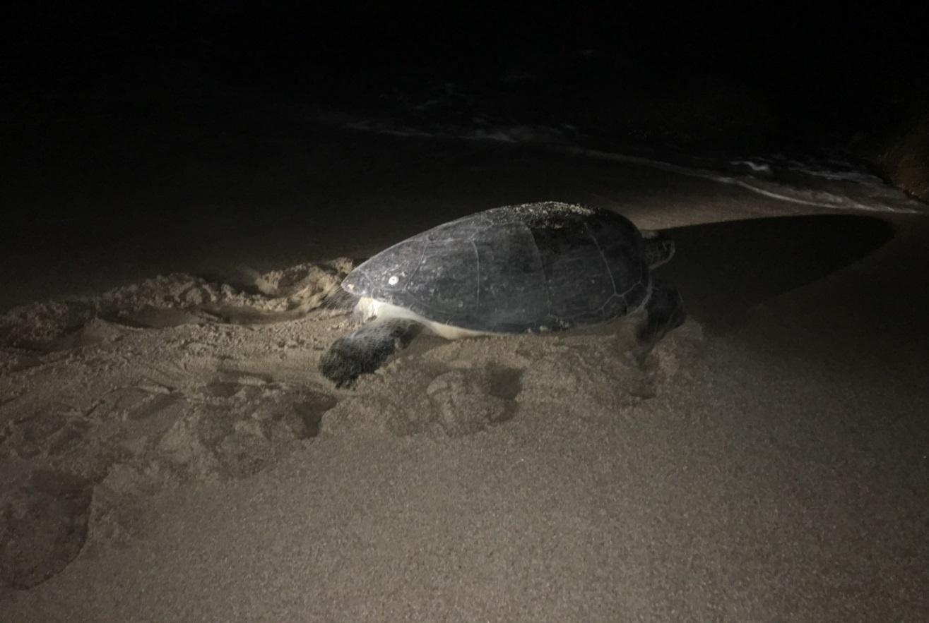 Khám phá Bãi Thịt xinh đẹp nơi có quần thể rùa biển đẻ trứng