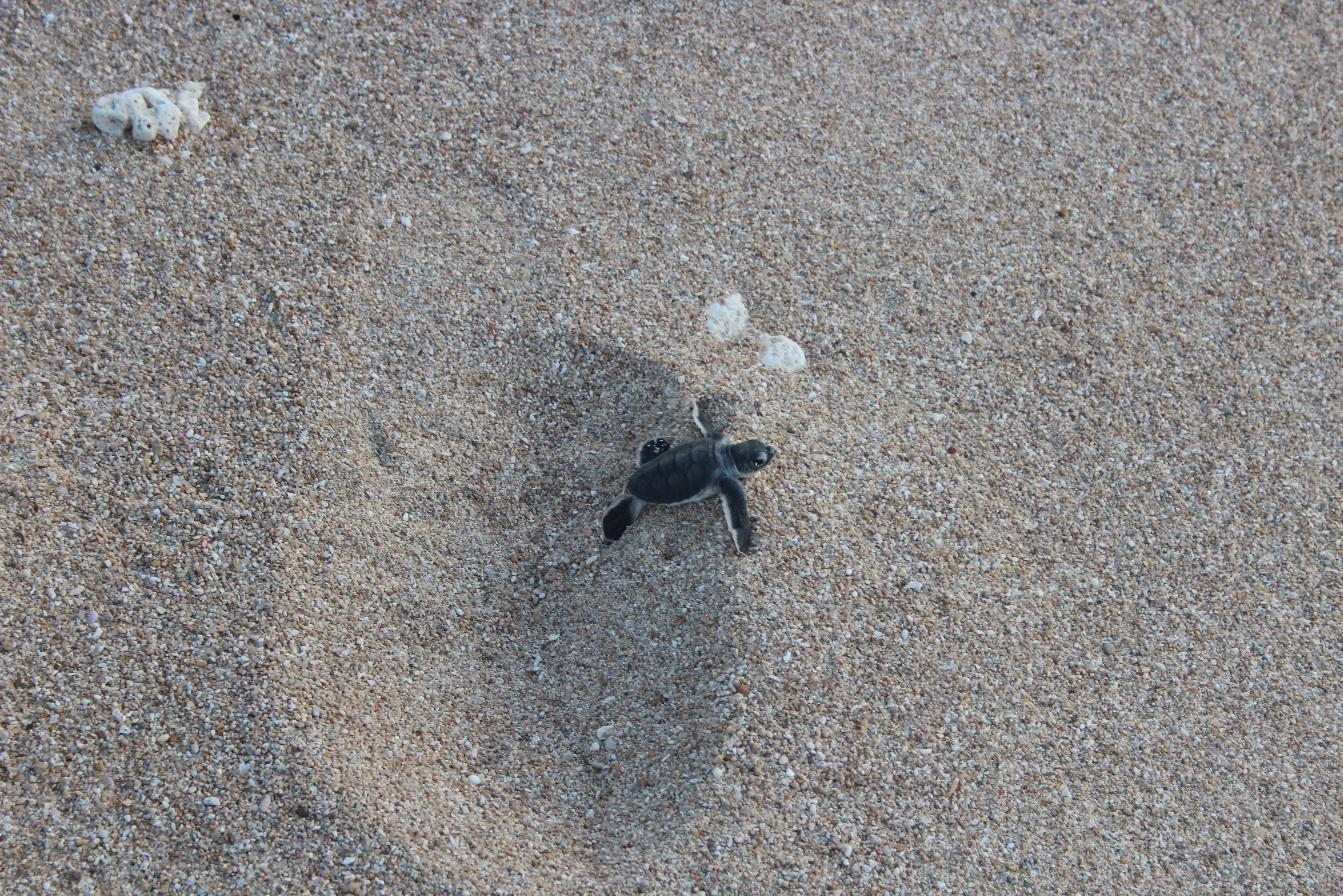 Khám phá Bãi Thịt xinh đẹp nơi có quần thể rùa biển đẻ trứng