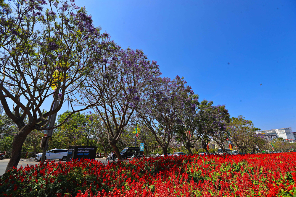 Phượng tím, hoa ban khoe sắc giữa tiết trời tháng 3 Phượng tím, hoa ban khoe sắc giữa tiết trời tháng 3