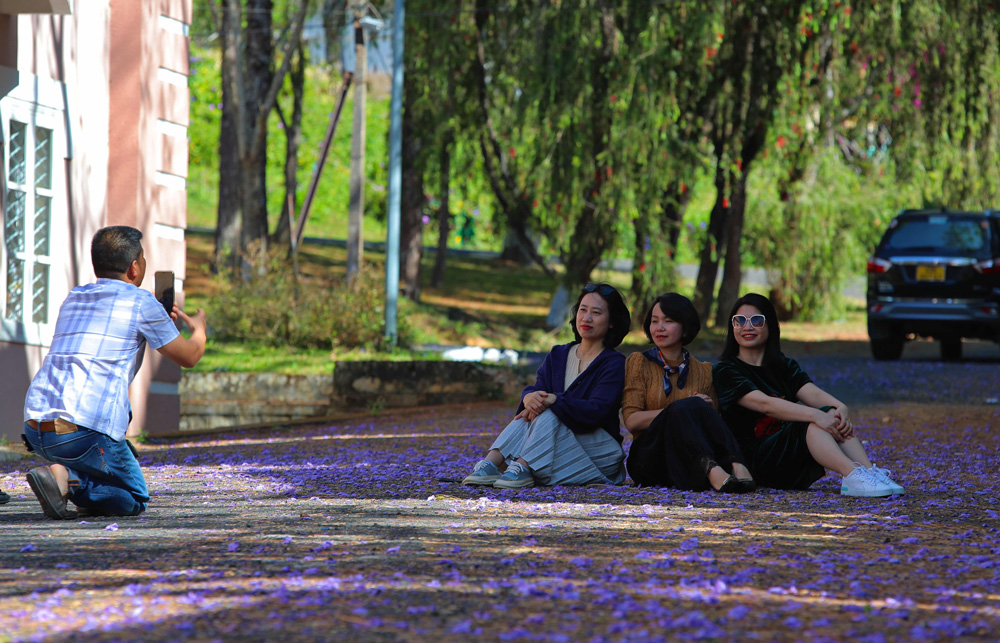 Phượng tím, hoa ban khoe sắc giữa tiết trời tháng 3 Phượng tím, hoa ban khoe sắc giữa tiết trời tháng 3