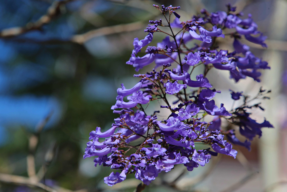 Phượng tím, hoa ban khoe sắc giữa tiết trời tháng 3 Phượng tím, hoa ban khoe sắc giữa tiết trời tháng 3