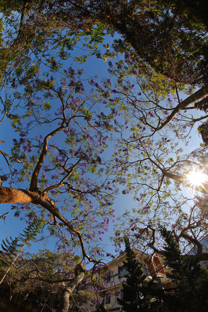 Phượng tím, hoa ban khoe sắc giữa tiết trời tháng 3 Phượng tím, hoa ban khoe sắc giữa tiết trời tháng 3