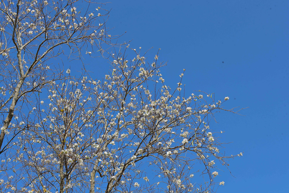 Phượng tím, hoa ban khoe sắc giữa tiết trời tháng 3 Phượng tím, hoa ban khoe sắc giữa tiết trời tháng 3