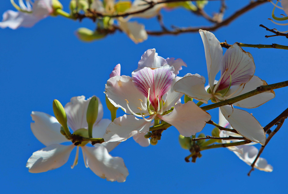 Phượng tím, hoa ban khoe sắc giữa tiết trời tháng 3 Phượng tím, hoa ban khoe sắc giữa tiết trời tháng 3