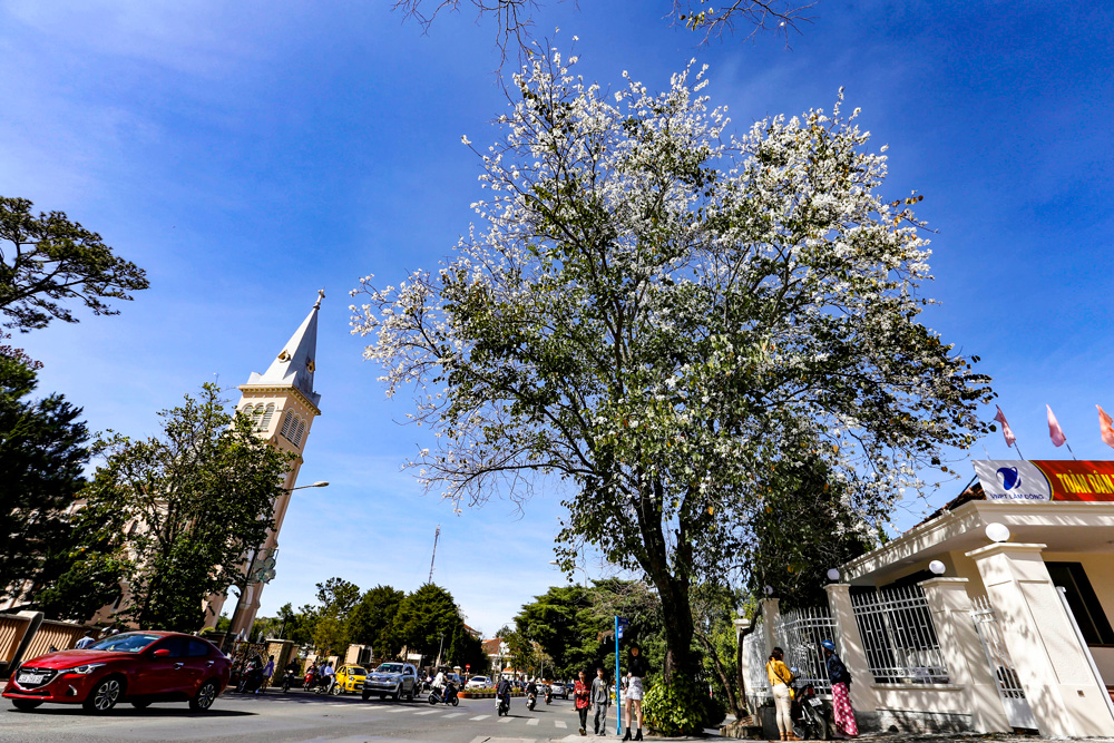 Phượng tím, hoa ban khoe sắc giữa tiết trời tháng 3 Phượng tím, hoa ban khoe sắc giữa tiết trời tháng 3