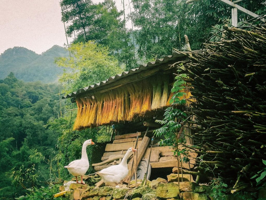 Lạc vào làng cổ trăm năm tuổi ở Hà Giang