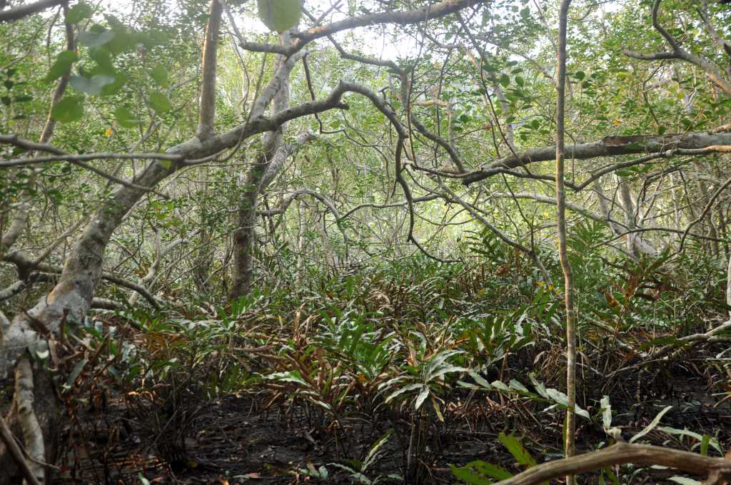 Quảng Ninh: Hài hòa lợi ích khi phát triển du lịch ở các khu bảo tồn rừng