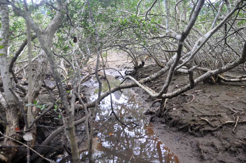 Quảng Ninh: Hài hòa lợi ích khi phát triển du lịch ở các khu bảo tồn rừng