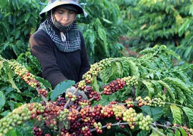 5 tháng đầu năm, xuất khẩu nông lâm thủy sản mang về 20,6 tỉ USD