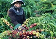 5 tháng đầu năm, xuất khẩu nông lâm thủy sản mang về 20,6 tỉ USD