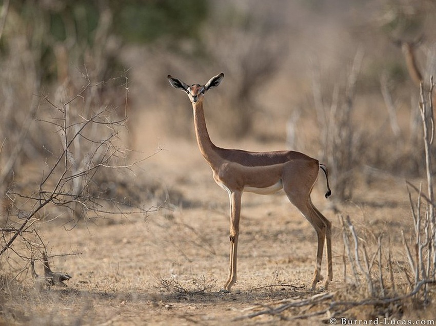 Linh dương Gerenuk có thể sống mà không cần uống nước trong suốt đời của chúng