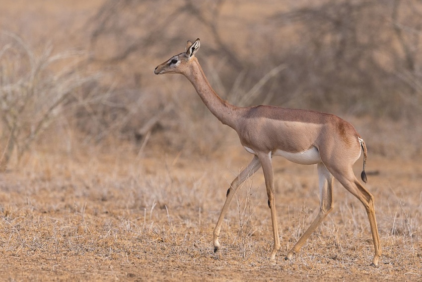 Linh dương Gerenuk có thể sống mà không cần uống nước trong suốt đời của chúng