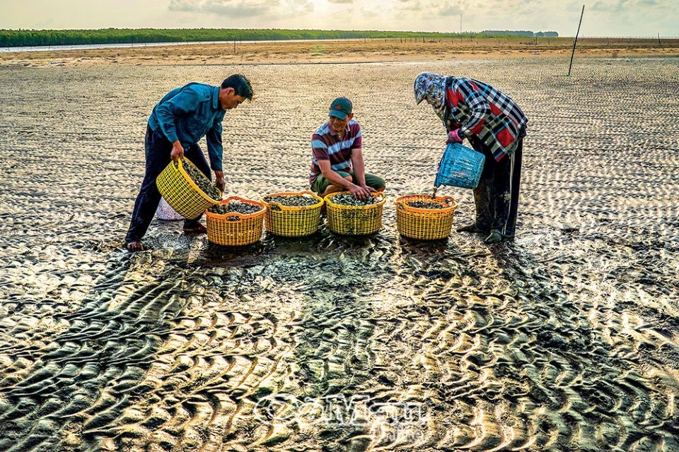 Trải nghiệm bãi nghêu Trải nghiệm bãi nghêu