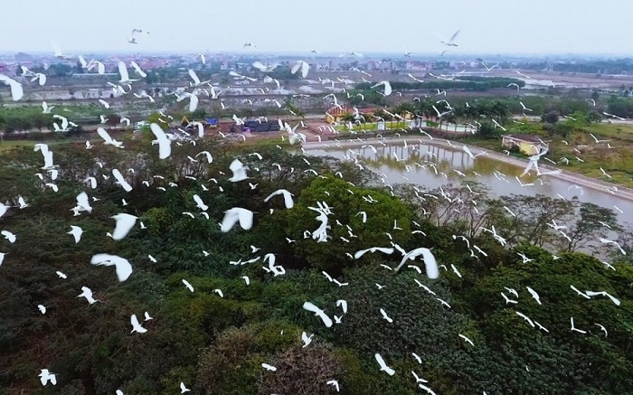 Đảo cò Thanh Miện - Điểm du lịch sinh thái hấp dẫn Đảo cò Thanh Miện - Điểm du lịch sinh thái hấp dẫn