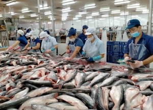 Xuất khẩu cá tra sang Mỹ mang về gần 200 triệu USD