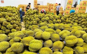 Tin tức kinh tế ngày 5/11: Giá sầu riêng tăng vọt