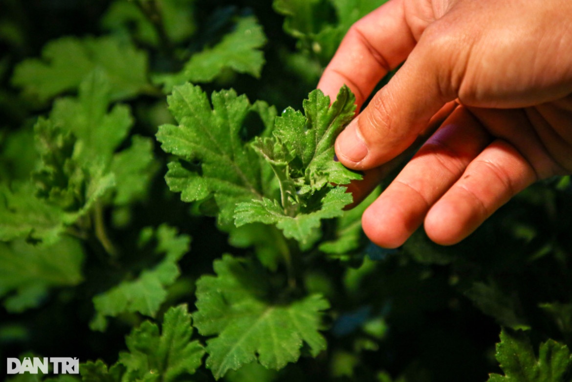 Làng hoa Đà Nẵng chong đèn sáng choang bắt hoa 