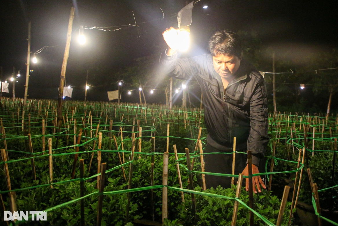 Làng hoa Đà Nẵng chong đèn sáng choang bắt hoa 