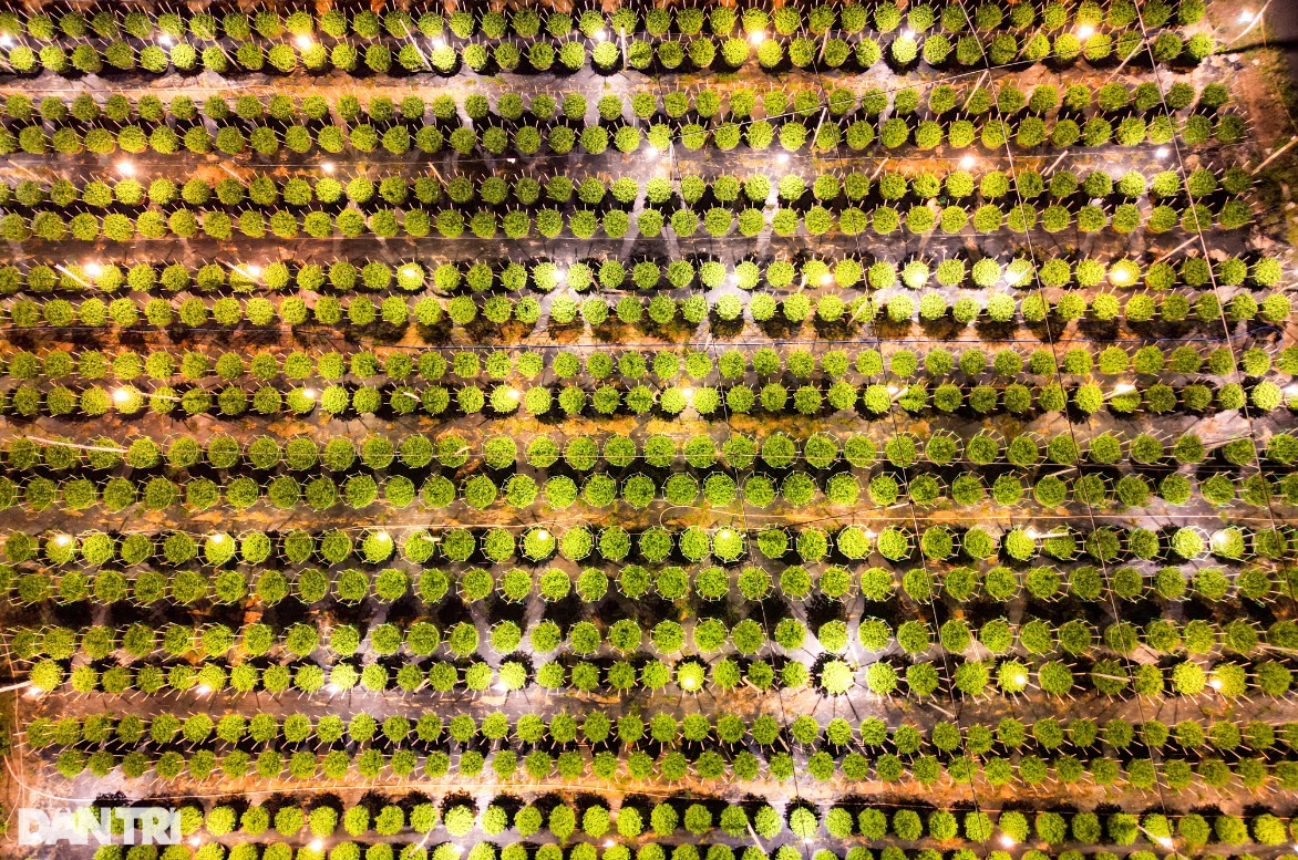 Làng hoa Đà Nẵng chong đèn sáng choang bắt hoa 