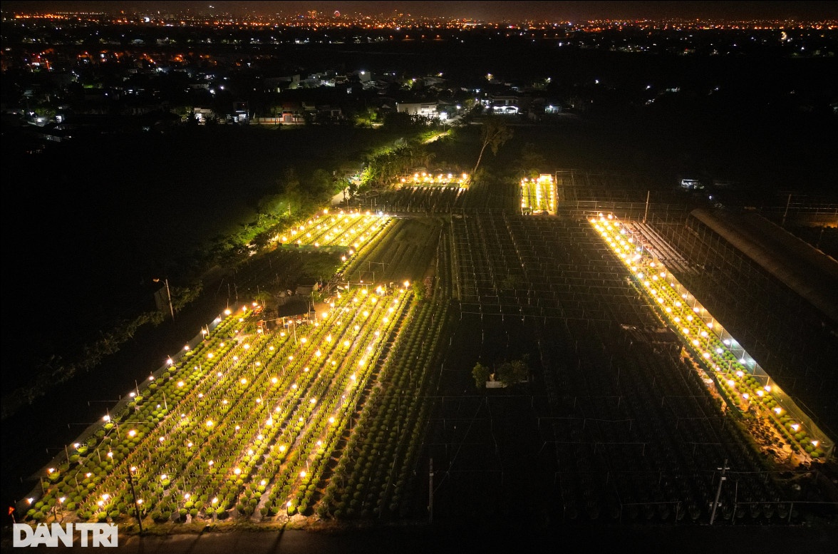 Làng hoa Đà Nẵng chong đèn sáng choang bắt hoa 