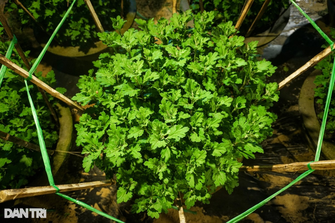 Làng hoa Đà Nẵng chong đèn sáng choang bắt hoa 