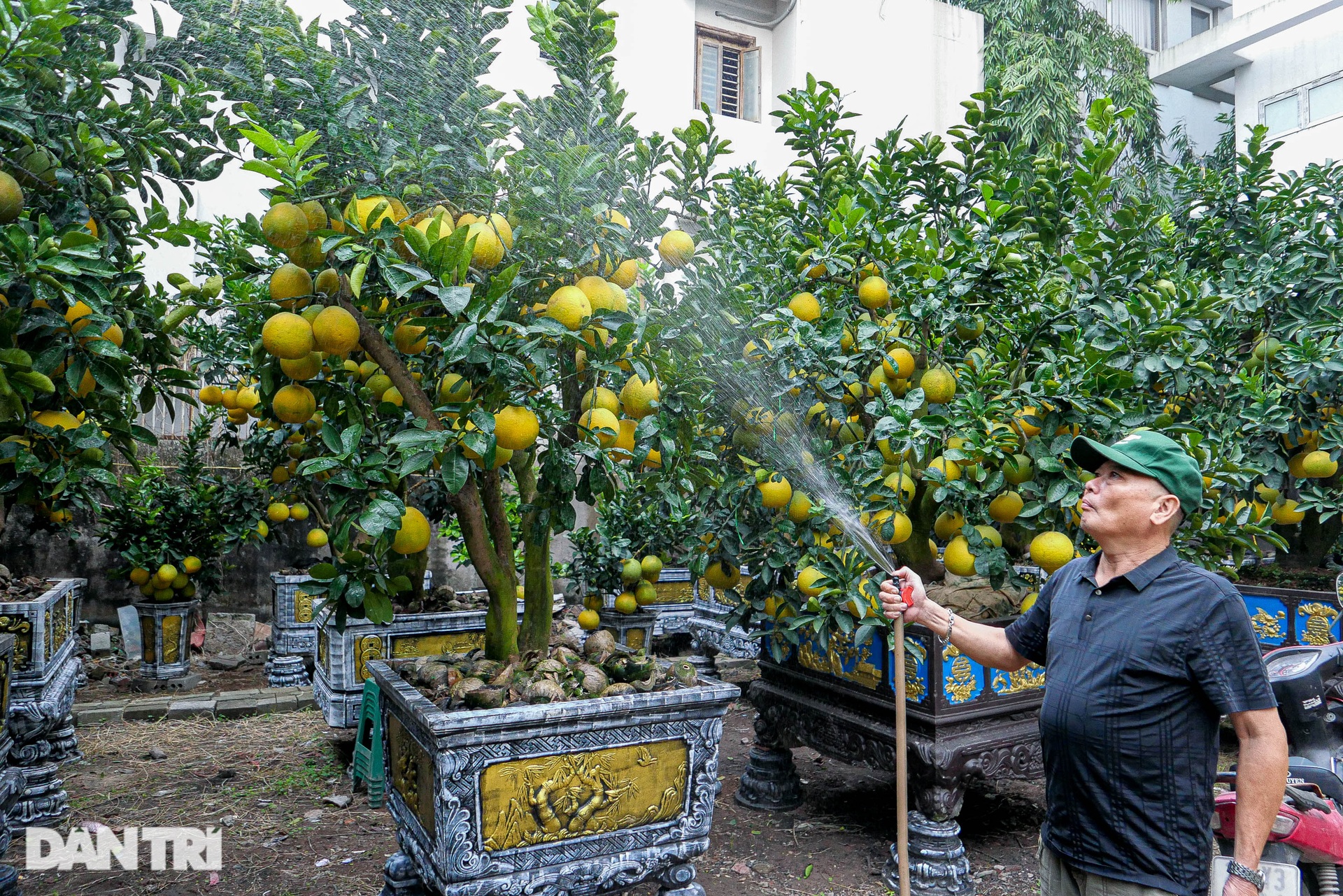 Lão nông đem vườn bưởi tiền tỷ ra vỉa hè Hà Nội bán Tết sớm - 6