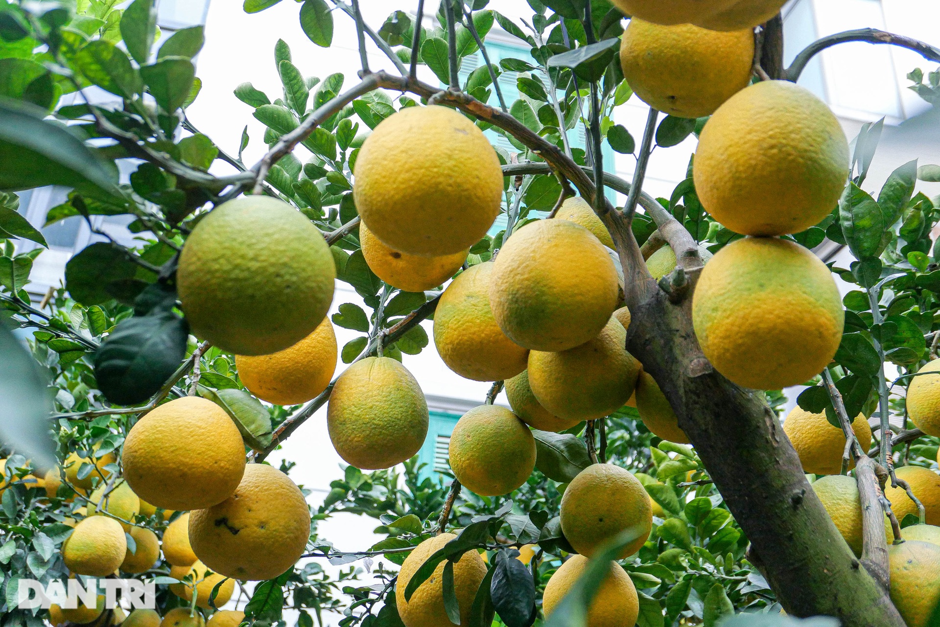 Lão nông đem vườn bưởi tiền tỷ ra vỉa hè Hà Nội bán Tết sớm - 5