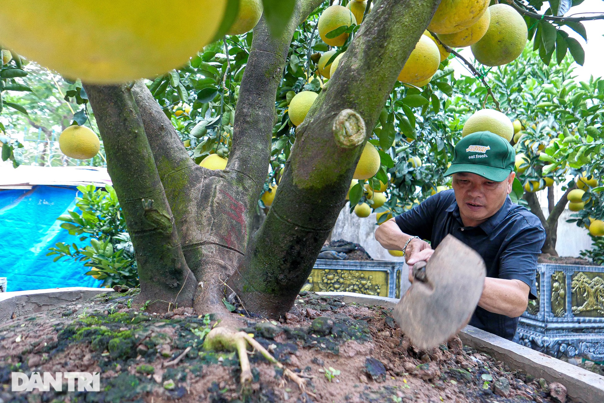 Lão nông đem vườn bưởi tiền tỷ ra vỉa hè Hà Nội bán Tết sớm - 7