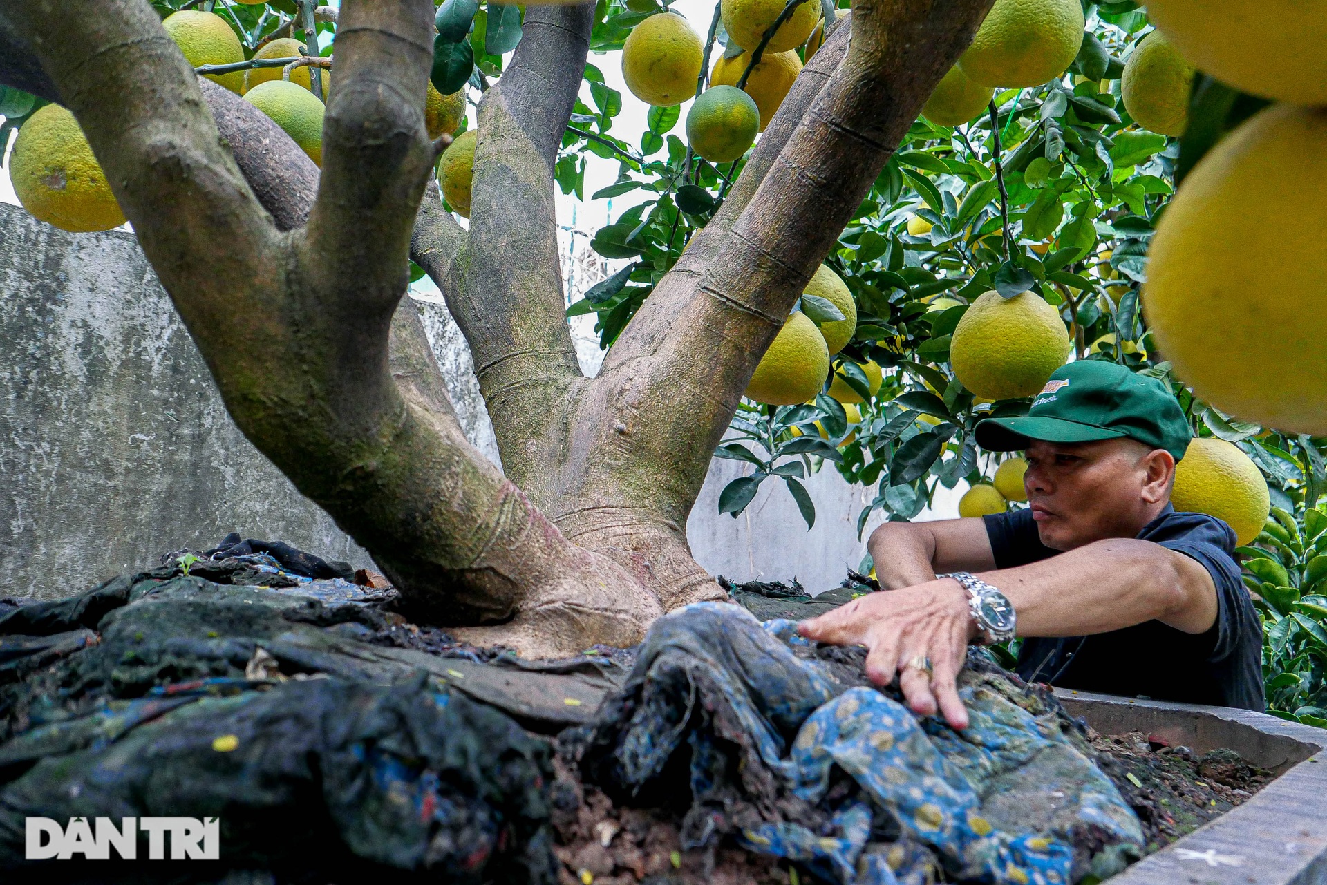 Lão nông đem vườn bưởi tiền tỷ ra vỉa hè Hà Nội bán Tết sớm - 4