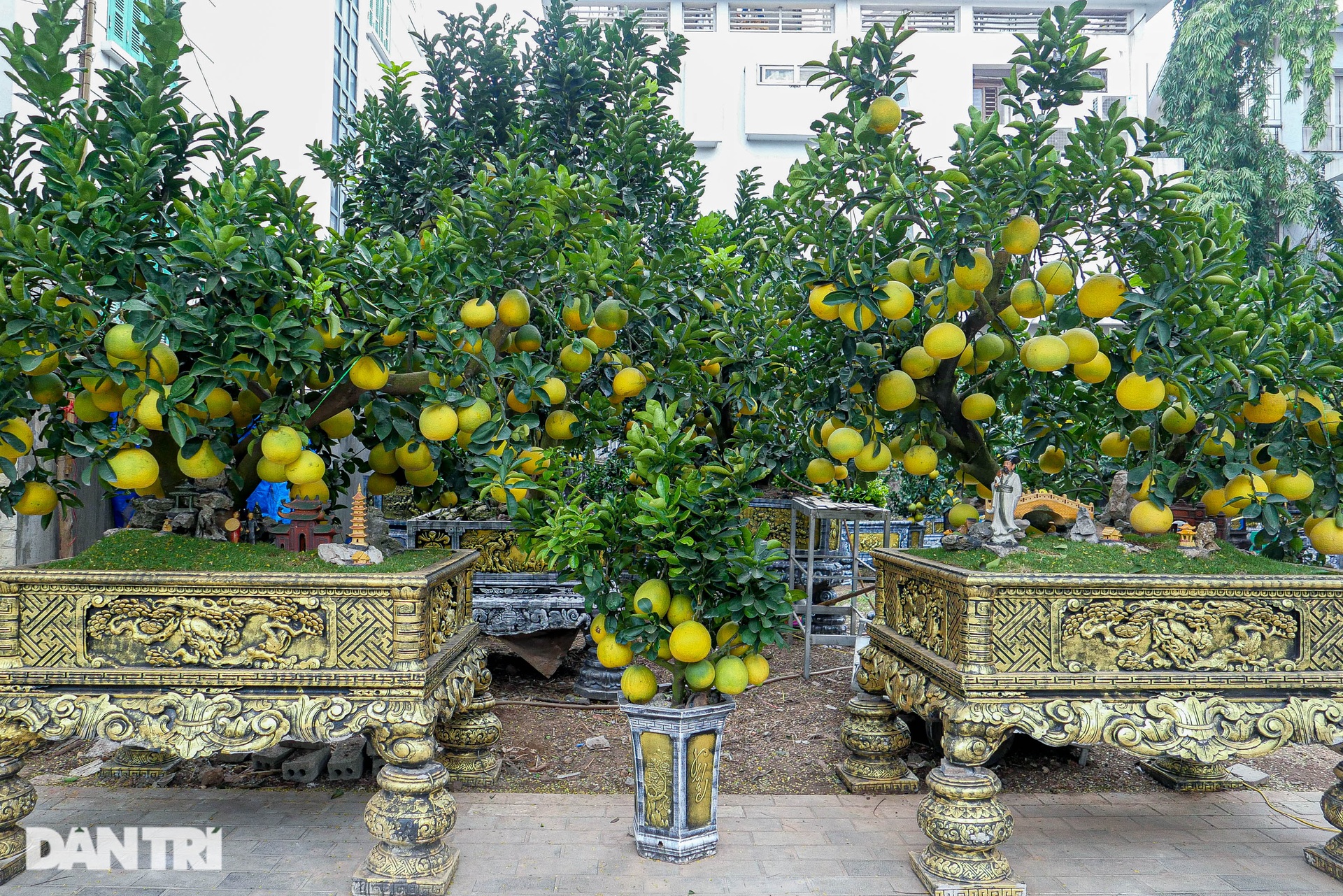 Lão nông đem vườn bưởi tiền tỷ ra vỉa hè Hà Nội bán Tết sớm - 2