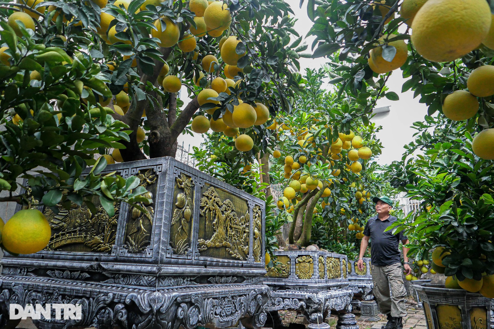 Lão nông đem vườn bưởi tiền tỷ ra vỉa hè Hà Nội bán Tết sớm - 3