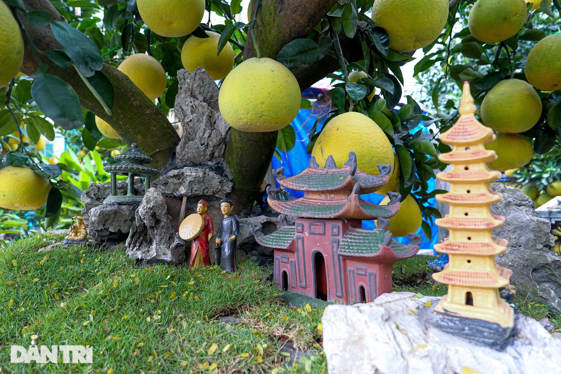 Lão nông đem vườn bưởi tiền tỷ ra vỉa hè Hà Nội bán Tết sớm - 9