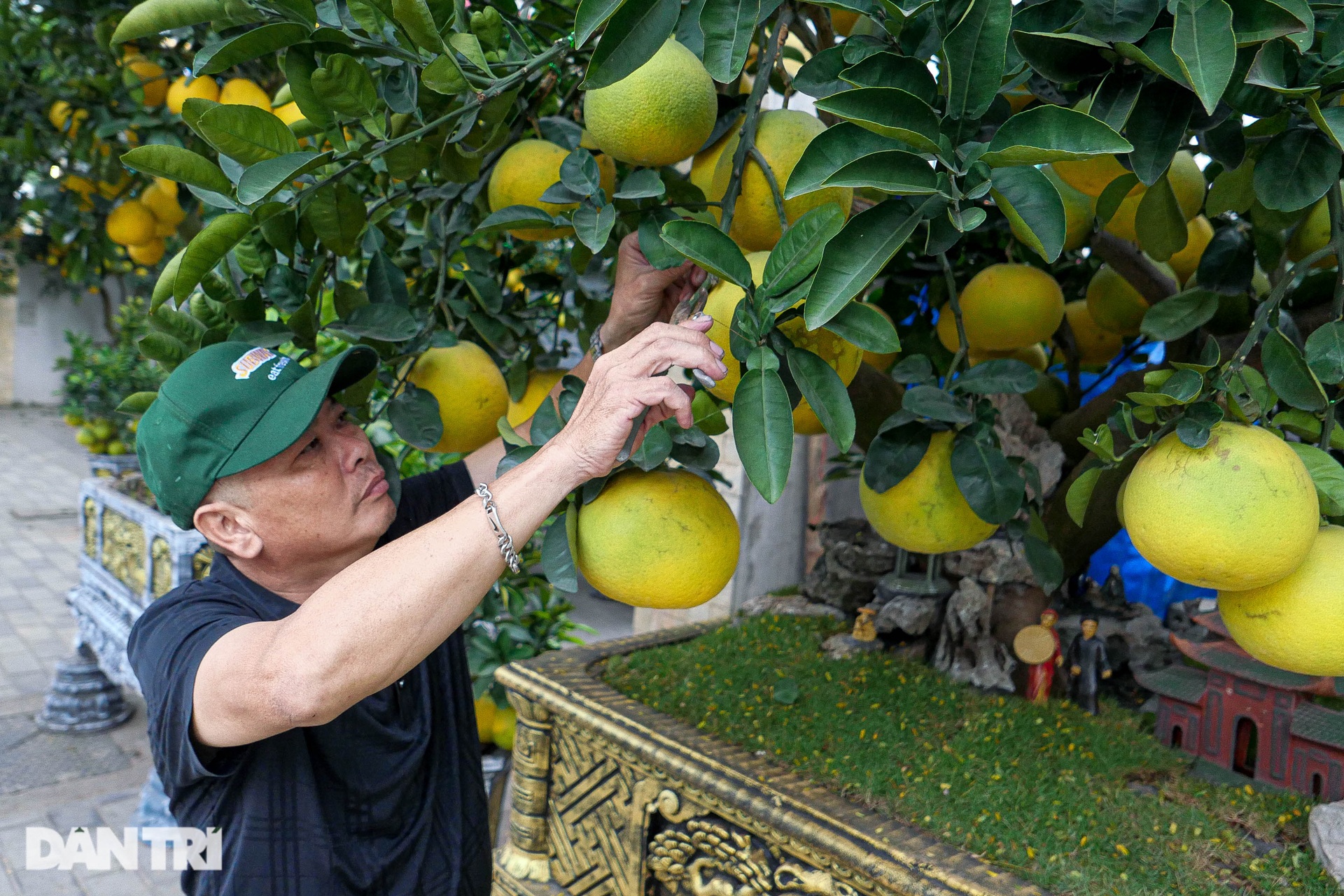 Lão nông đem vườn bưởi tiền tỷ ra vỉa hè Hà Nội bán Tết sớm - 1