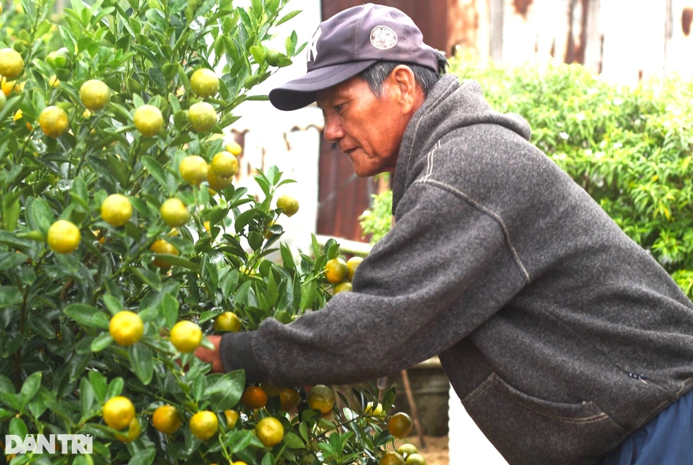 Làng quất cảnh Hội An tất bật cho mùa làm ăn lớn nhất năm Làng quất cảnh Hội An tất bật cho mùa làm ăn lớn nhất năm