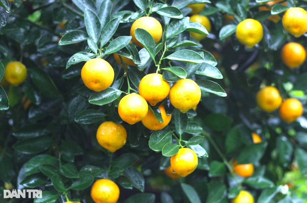 Làng quất cảnh Hội An tất bật cho mùa làm ăn lớn nhất năm Làng quất cảnh Hội An tất bật cho mùa làm ăn lớn nhất năm