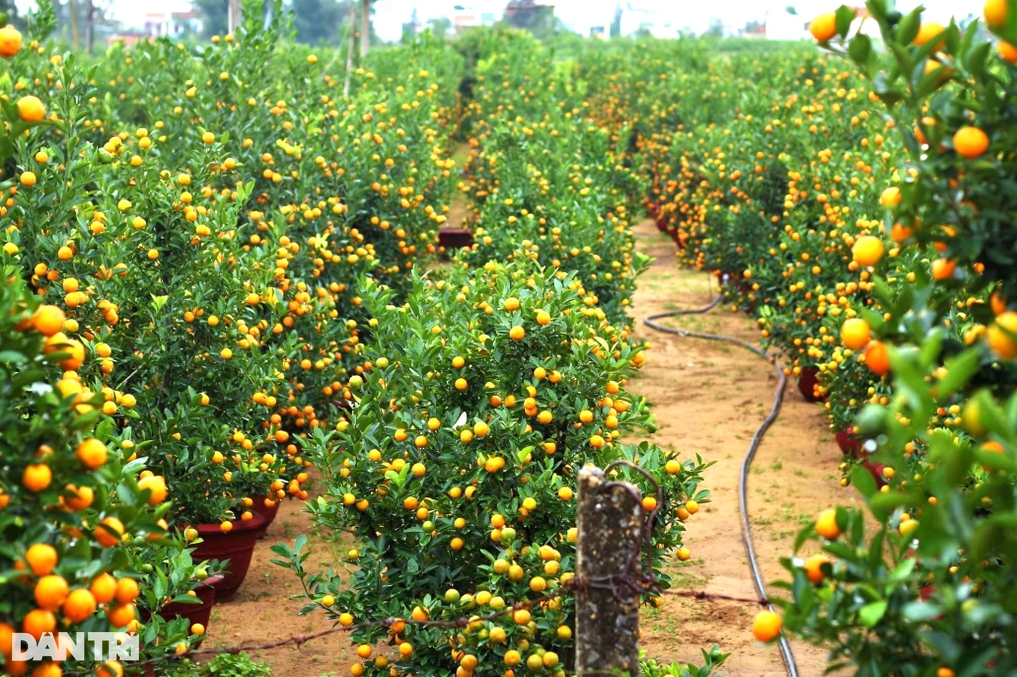 Làng quất cảnh Hội An tất bật cho mùa làm ăn lớn nhất năm Làng quất cảnh Hội An tất bật cho mùa làm ăn lớn nhất năm
