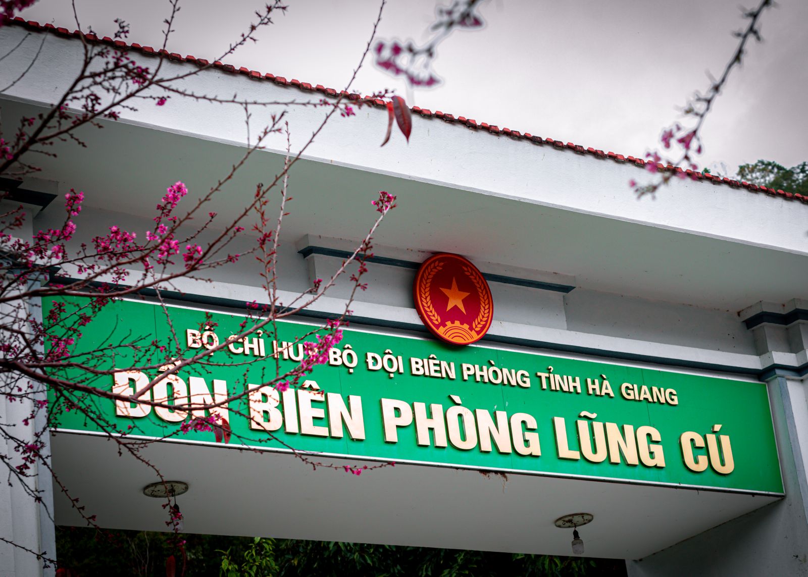 Rực rỡ mai anh đào trên Ma Lé, Đồng Văn