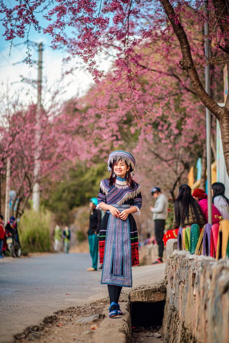 Rực rỡ mai anh đào trên Ma Lé, Đồng Văn