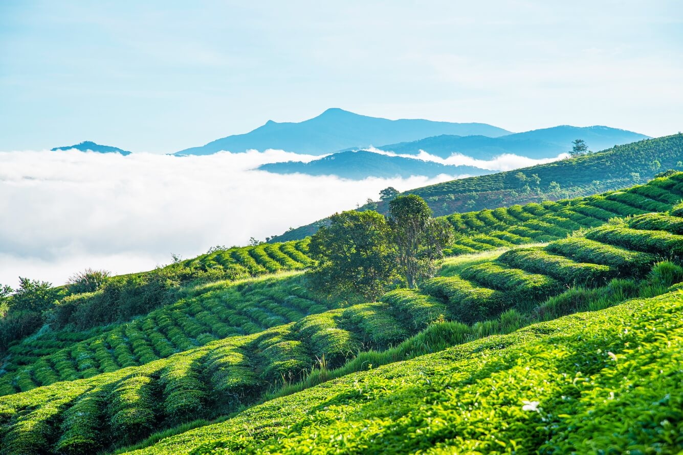Cẩm nang du lịch Đà Lạt