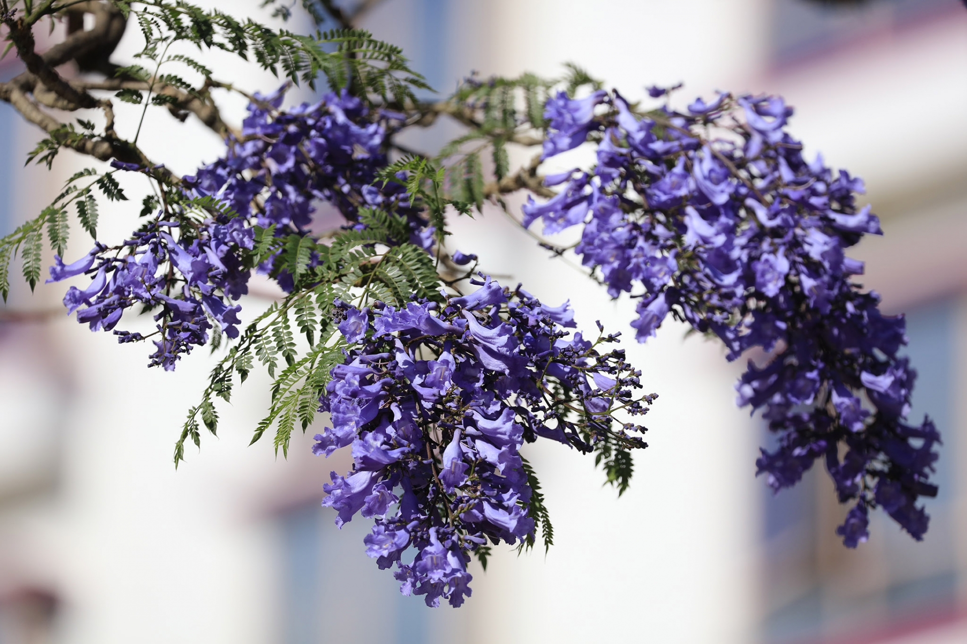 Phượng tím nở rộ khắp các nẻo đường Đà Lạt Phượng tím nở rộ khắp các nẻo đường Đà Lạt