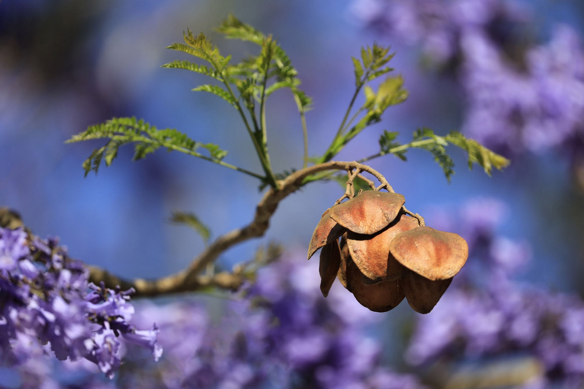 Phượng tím nở rộ khắp các nẻo đường Đà Lạt Phượng tím nở rộ khắp các nẻo đường Đà Lạt